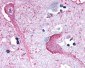 KISS1R / GPR54 Antibody (N-Terminus)