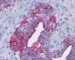GPBAR1 / TGR5 Antibody (C-Terminus)