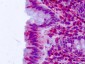 CELSR2 Antibody (N-Terminus)