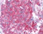 TAS1R2 / T1R2 Antibody (N-Terminus)