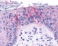 TAS1R2 / T1R2 Antibody (N-Terminus)