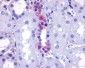 ADGRF1 Antibody (N-Terminus)