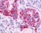 ADGRF1 Antibody (N-Terminus)