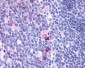 GPR137 Antibody (Extracellular Domain)
