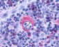 LTB4R2 / BLT2 Antibody (Cytoplasmic Domain)