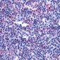 LTB4R2 / BLT2 Antibody (Cytoplasmic Domain)