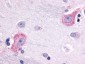Encephalopsin / OPN3 Antibody (C-Terminus)