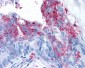 ADGRA2 / GPR124 Antibody (N-Terminus)