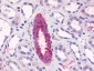 TAAR6 Antibody (C-Terminus)