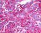 TAAR6 Antibody (C-Terminus)
