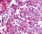 TAAR6 Antibody (C-Terminus)