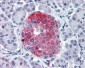 TAAR8 Antibody (N-Terminus)