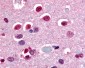 Nor-1 / NR4A3 Antibody (C-Terminus)