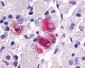 NR5A1 / SF1 Antibody (Internal)