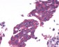 GPRC6A Antibody (N-Terminus)