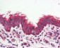 GPRC6A Antibody (N-Terminus)