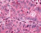 SSTR3 Antibody (C-Terminus)