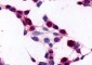 ADGRE5 / CD97 Antibody (N-Terminus)