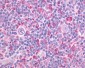ADGRE5 / CD97 Antibody (Cytoplasmic Domain)