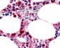 ADGRE1 / F4/80 Antibody (C-Terminus)