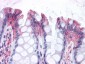 GPR82 Antibody (Cytoplasmic Domain)