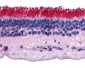 PTPRM / PTP Mu Antibody (Internal)