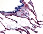 CAV1 / Caveolin 1 Antibody (N-Terminus)