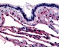 CAV1 / Caveolin 1 Antibody (N-Terminus)