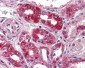 NPSR1 / NPSR / GPR154 Antibody (Extracellular Domain)