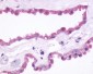 GRM3 / MGLUR3 Antibody (N-Terminus)