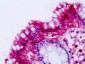 NPFF2 / NPFFR2 Antibody (C-Terminus)