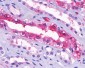 SUCNR1 / GPR91 Antibody (Cytoplasmic Domain)
