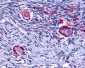 NR4A1 / NUR77 Antibody (N-Terminus)