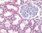 SUCNR1 / GPR91 Antibody (N-Terminus)