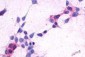 GPR44 / CRTH2 Antibody (Extracellular Domain)