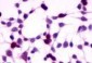 GPRC5A / RAI3 Antibody (N-Terminus)