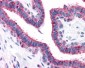 GPRC5A / RAI3 Antibody (Transmembrane Domain)