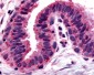 GPRC5A / RAI3 Antibody (C-Terminus)
