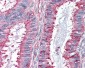 GPR27 Antibody (Internal)