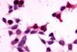 GPR27 Antibody (C-Terminus)