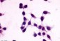 GPR27 Antibody (C-Terminus)