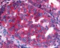 NTSR2 / NTR2 Antibody (Extracellular Domain)