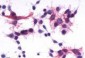 P2RY1 / P2Y1 Antibody (C-Terminus)