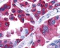 PTGER4 / EP4 Antibody (C-Terminus)