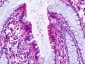 PTGER4 / EP4 Antibody (C-Terminus)