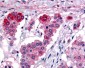 GPR182 / ADMR Antibody (C-Terminus)