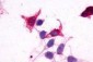 GPR182 / ADMR Antibody (N-Terminus)