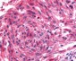 GPR182 / ADMR Antibody (N-Terminus)