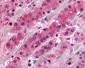 GPR182 / ADMR Antibody (N-Terminus)