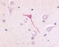 GPR17 Antibody (N-Terminus)